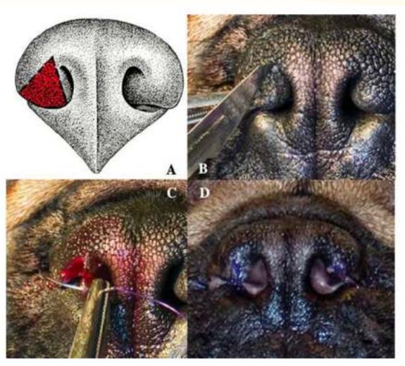 Photos cliniques : narines d'un chien brachycéphale avant et après rhinoplastie