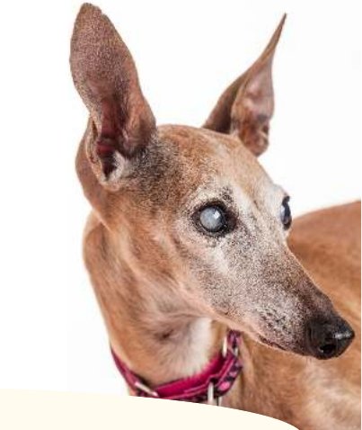 Photo : chien atteint de cataracte, cristallin opaque