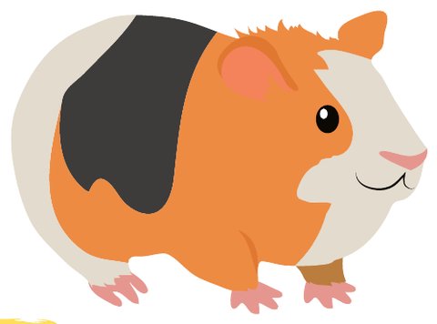 Illustration : cochon d'Inde