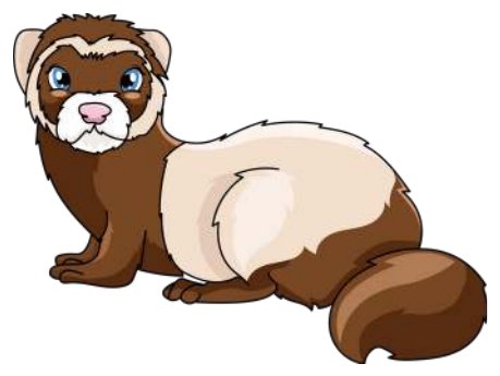 Illustration : furet