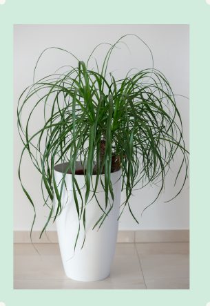 Photo : Beaucarnea