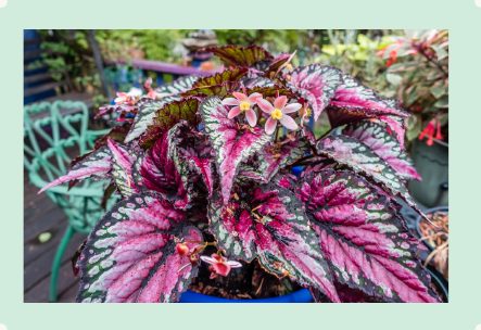 Photo : Begonia Rex
