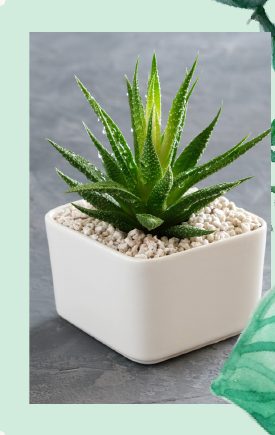 Photo : Haworthia