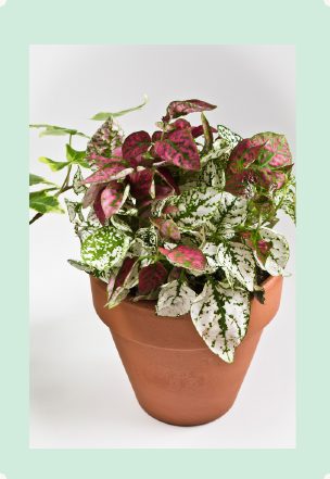 Photo : Hypoestes