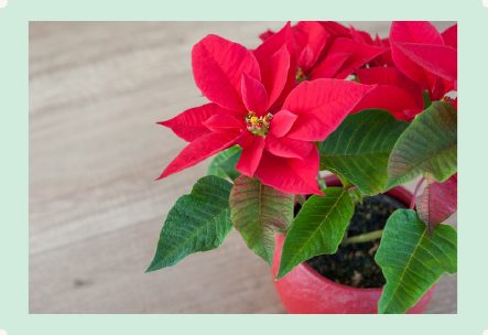 Photo : Poinsettia