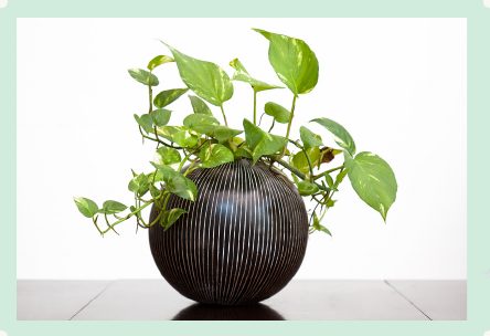 Photo : Golden Pothos