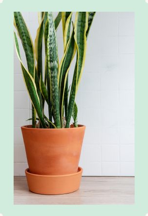 Photo : Sansevieria