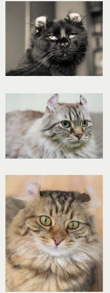 Photo : chat American Curl