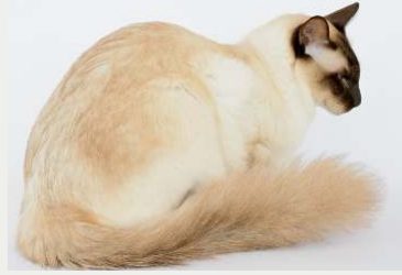 Photo : chat Balinais