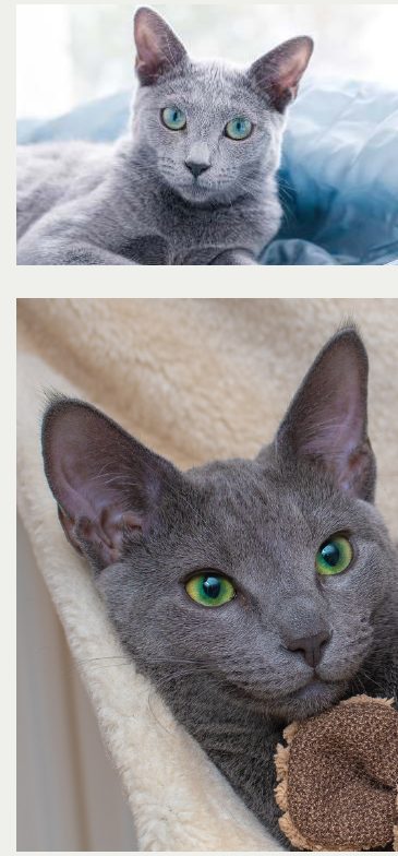 Photo : chat Bleu russe