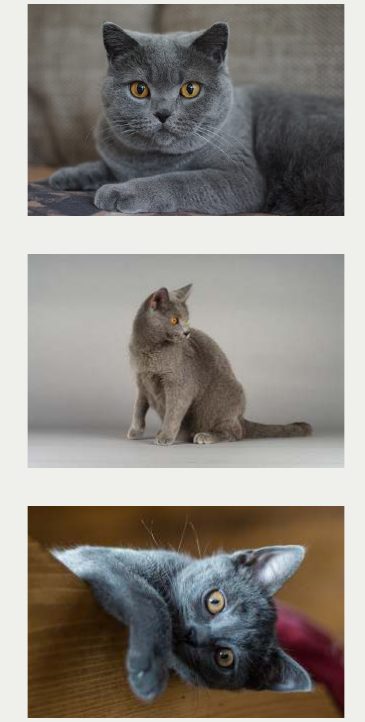 Photo : chat Chartreux