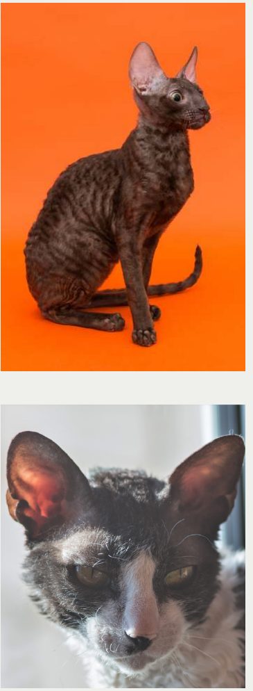 Photo : chat Cornish Rex