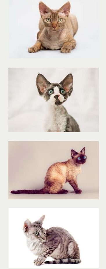 Photo : chat Devon Rex