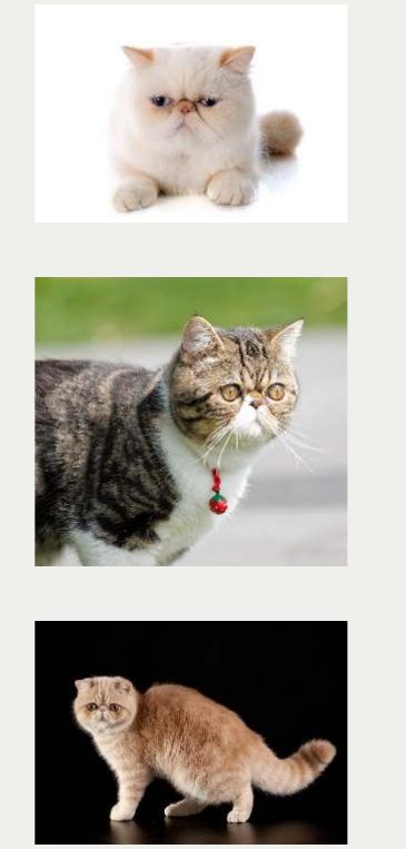 Photo : chat Exotic Shorthair