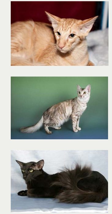 Photo : chat Mandarin ou Javanais