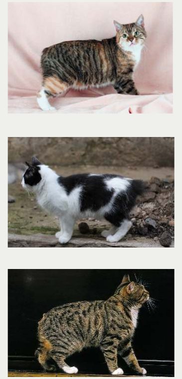 Photo : chat Manx