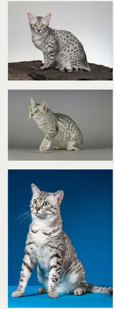 Photo : chat Mau égyptien