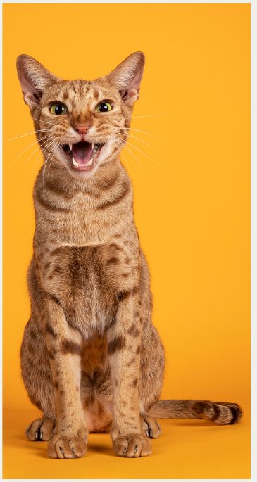 Photo : chat Ocicat