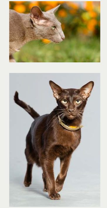 Photo : chat Oriental