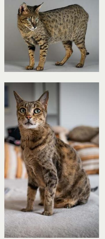 Photo : chat Savannah