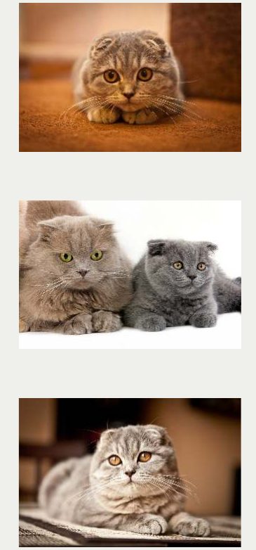 Photo : chat Scottish Fold
