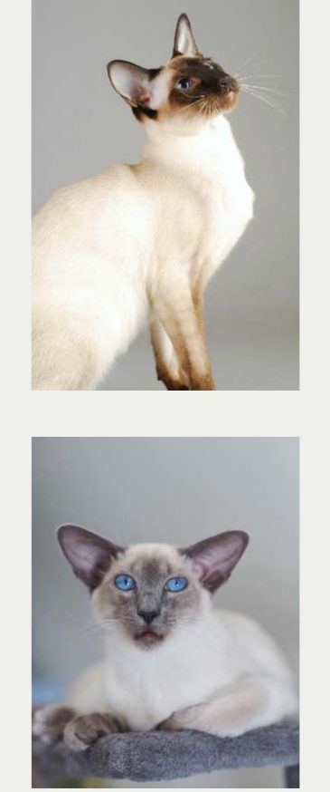 Photo : chat Siamois