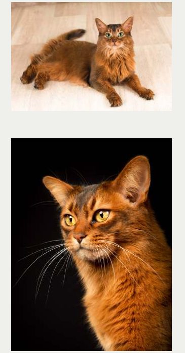 Photo : chat Somali