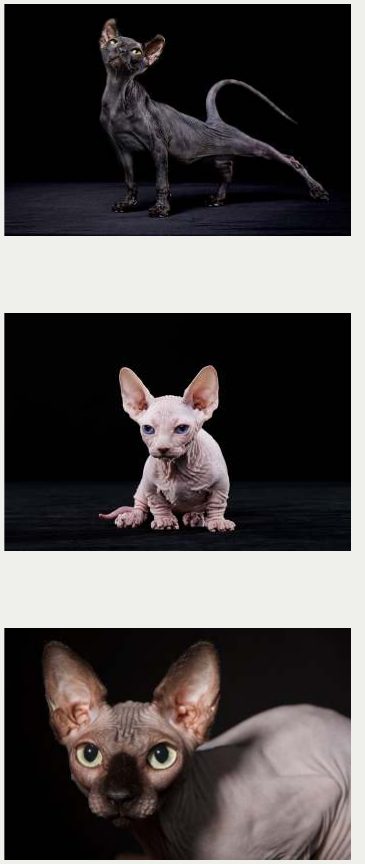 Photo : chat Sphynx