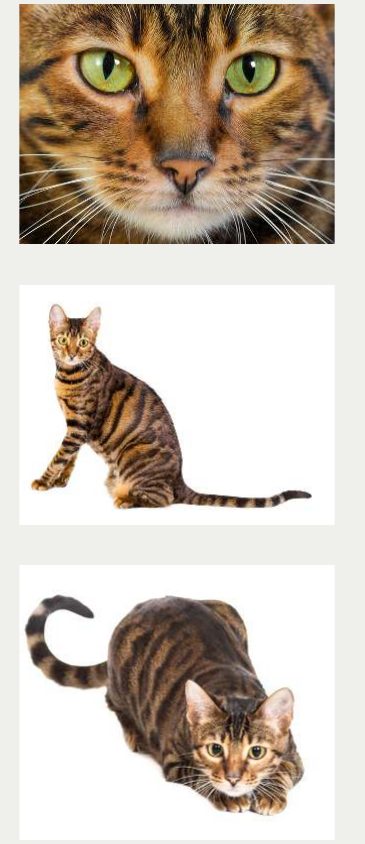 Photo : chat Toyger