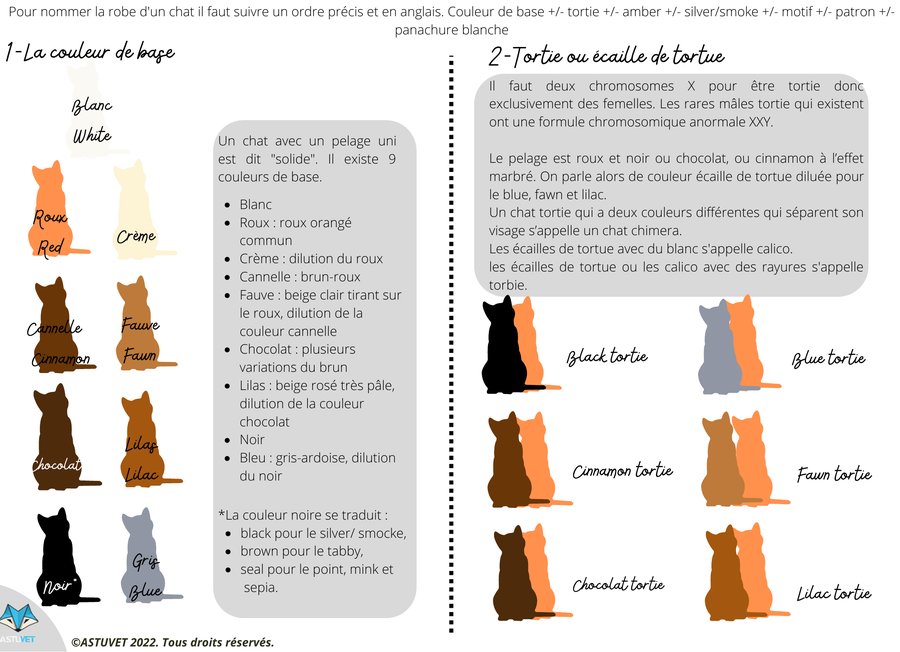 Planche illustrée : couleurs de base et robes tortie du chat