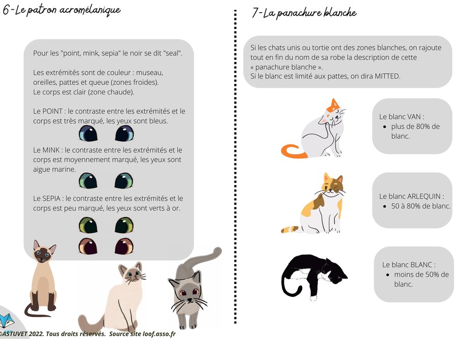 Planche illustrée : patron acromélanique et panachure blanche du chat